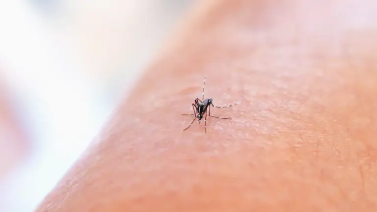 Una picadura centra el aviso sanitario en Palma del Río