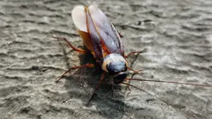 Primer plano de una cucaracha sobre una superficie gris rugosa y texturizada.