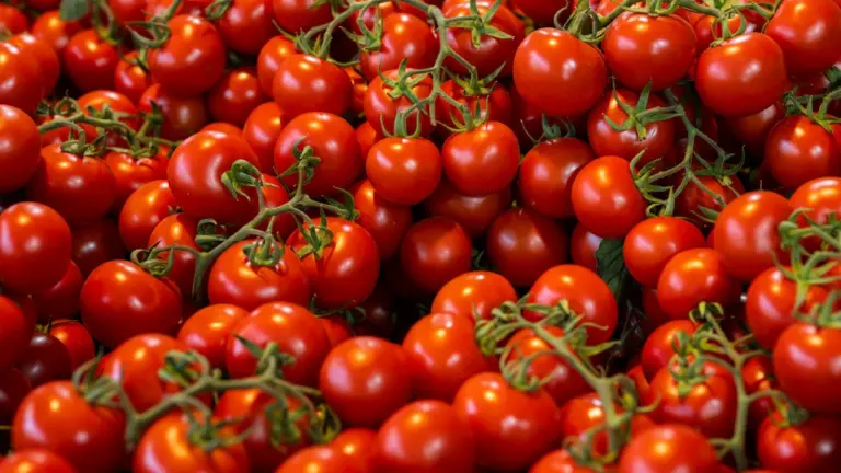 La Tomatina 2026: acceso, transporte y protección en Buñol
