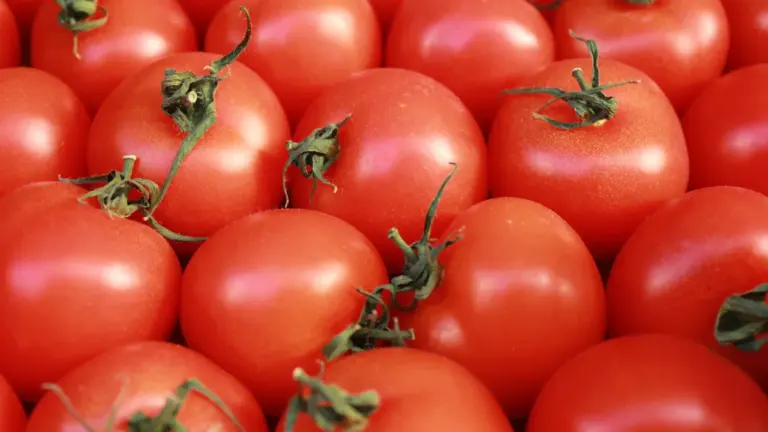 La Tomatina 2026: cómo llegar a Buñol sin contratiempos
