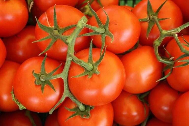 La Tomatina 2026: cómo llegar a Buñol sin contratiempos