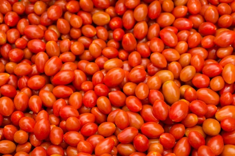 La Tomatina 2026: cómo llegar a Buñol sin contratiempos