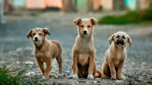 Tres cachorros color marrón posan juntos en un camino al aire libre.