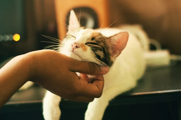 Más animales encuentran hogar: el cambio que vive Lorca