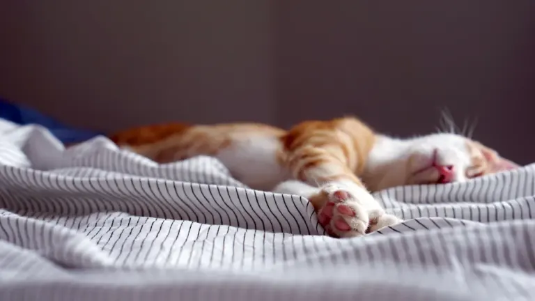 Descansar no es perder el tiempo: una pausa necesaria el domingo