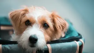 Viajar con tu mascota el 4 de octubre: qué revisar antes de reservar