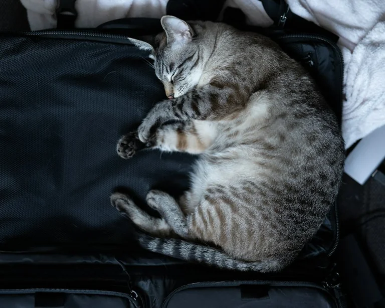 Viajar con tu mascota el 4 de octubre: qué revisar antes de reservar