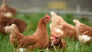 Varias gallinas marrones pastando libremente en un campo de hierba verde durante el día.